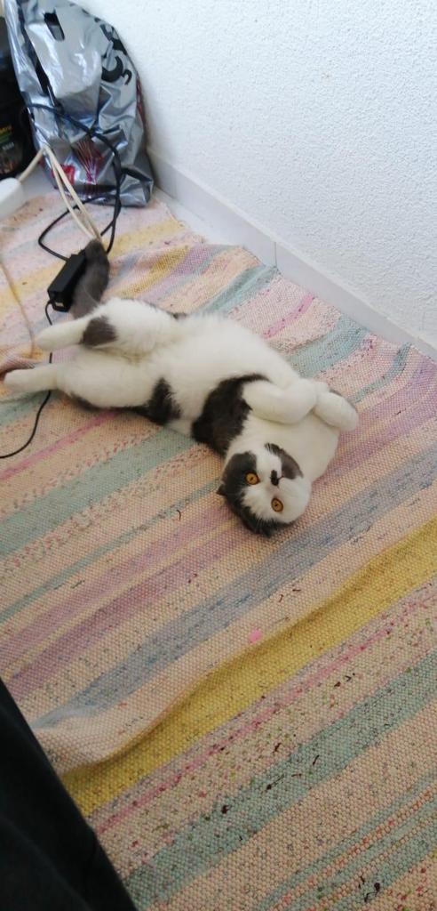 Kedilerde karaciğer hastalığı (feline hepatitis)